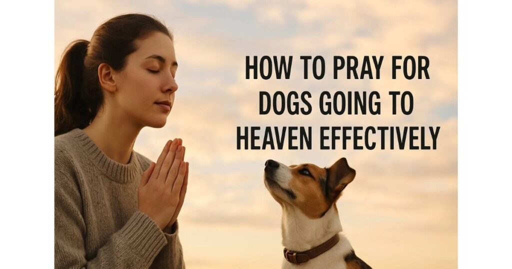 How to Prayers for Dogs Going To Heaven Effectively